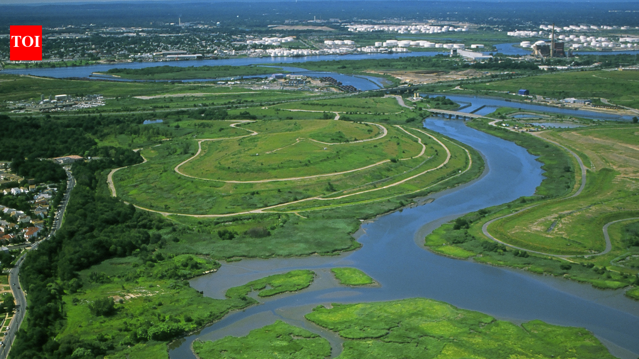 In the 1990s, New York chose wetlands over conventional storm sewers on Staten Island; the Bluebelt strategy saved taxpayers $80 million in infrastructure costs