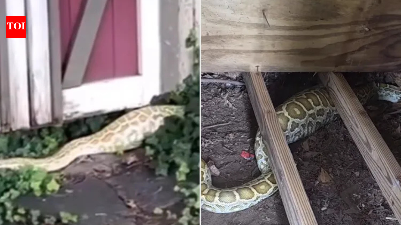 New Jersey: 8-foot Burmese python found under a New Jersey family’s shed with a swollen belly, X-ray reveals its shocking last meal | World News