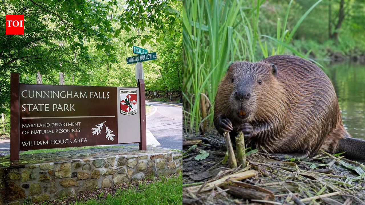 Maryland: Two people bitten by beavers in less than two weeks at Maryland park force partial closure after both animals test positive for rabies | World News