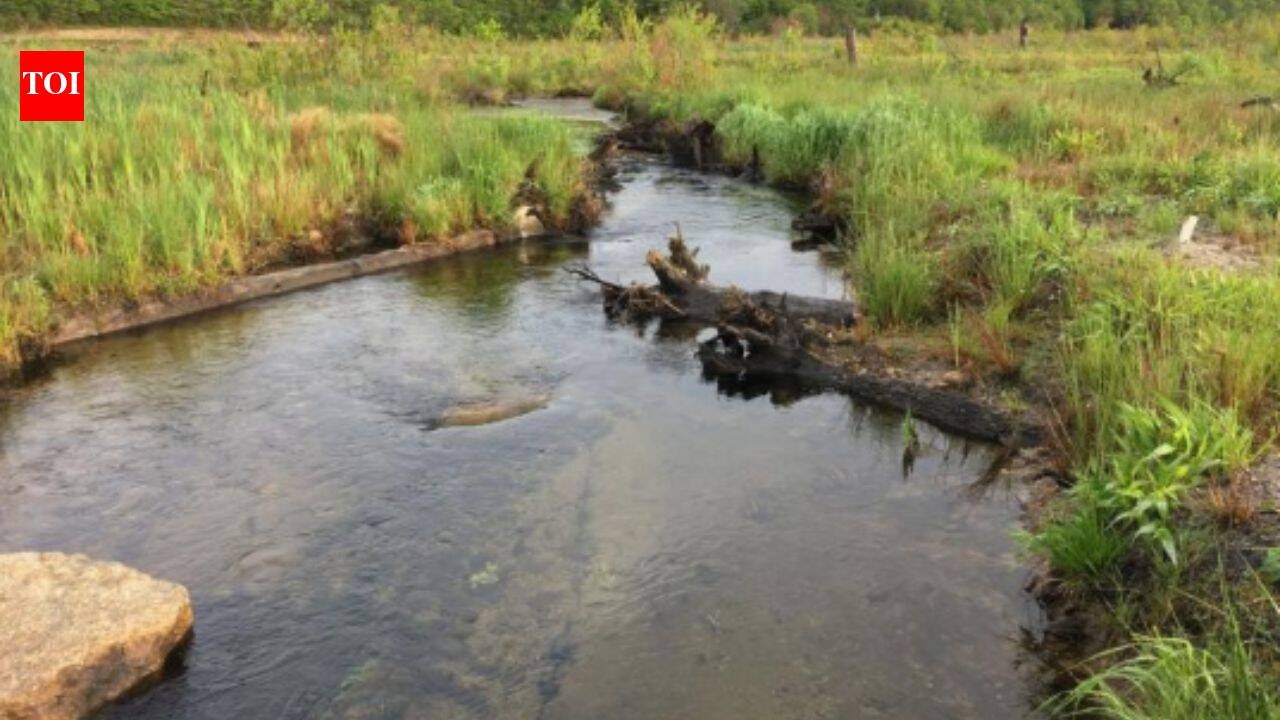 In 2010, a Massachusetts cranberry farm began returning to wetland; 225 acres and 3 miles of stream were restored, and thousands of migratory fish returned