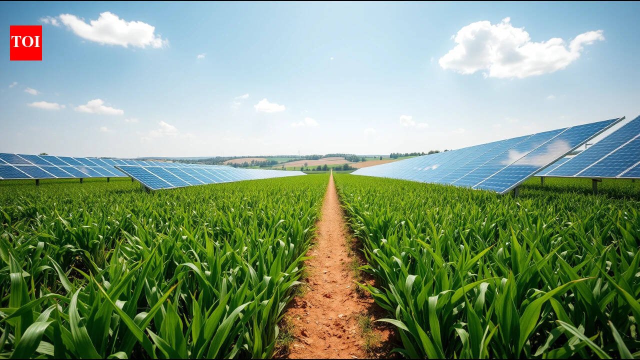 A Colorado farmer put 3,276 solar panels over his crops, and the shade created cooler conditions for heat-sensitive plants | World News