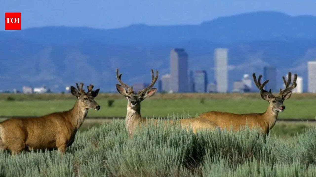 Colorado cleaned up Rocky Mountain Arsenal after decades of weapons and chemical production; a 15,000-acre refuge now supports more than 330 animal species