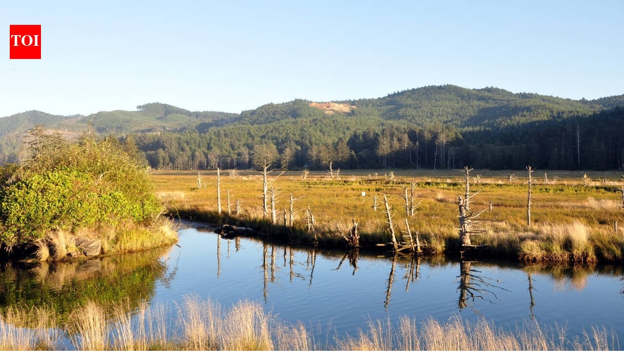 Oregon’s Siletz Bay is restoring 37 acres of tidal wetland this summer, digging new channels where more than a century of diking turned marsh into pasture