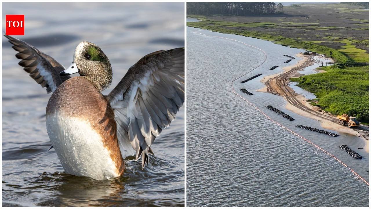 In 2025, Virginia spent $8 million rebuilding 1.09 miles of Ragged Island shoreline; the project created 2.6 acres of new marsh and 2.2 acres of oyster reef while cutting hundreds of tons of sediment entering Chesapeake Bay