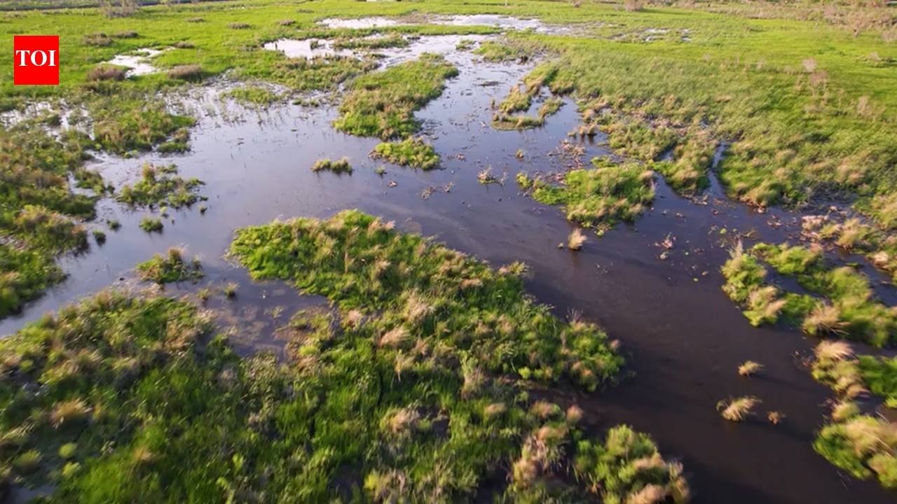 Louisiana created 1,170 acres of new wetlands in Barataria Basin; one year later, shrimp and crabs are returning to the restored habitat