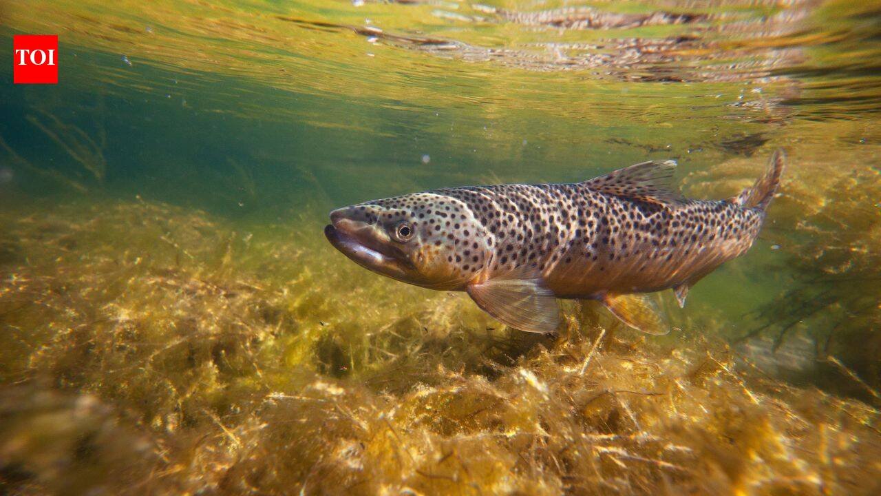 In 1953, construction narrowed Cape Cod’s Fresh Brook; a concrete weir then blocked sea-run brook trout from their spawning grounds, and 73 years later it is set to be removed to bring the native trout back