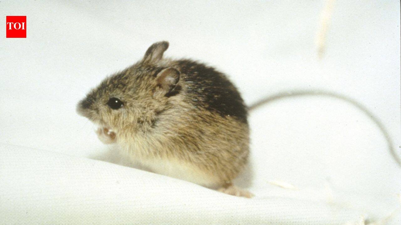 In 2024, Colorado stepped up restoration for the Preble’s meadow jumping mouse; two years later, a new project is expanding habitat protection
