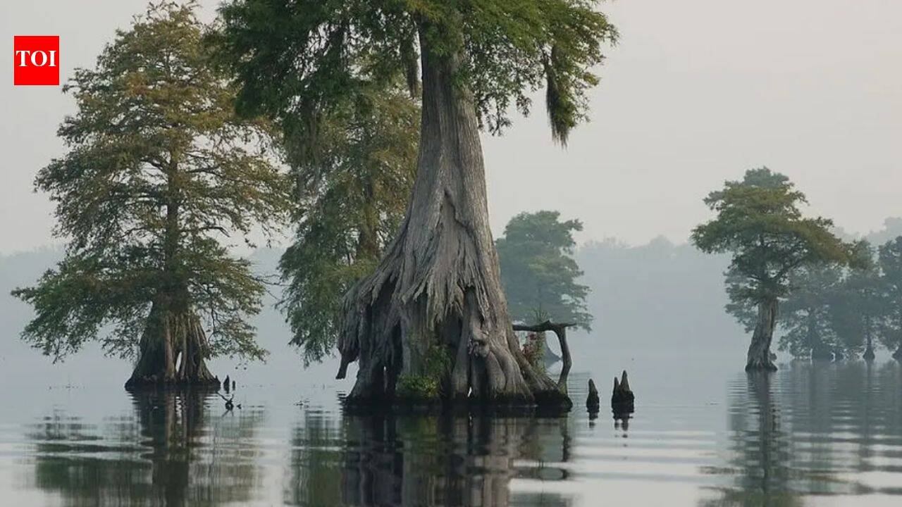 Virginia installed 46 water-control structures across 150 miles of old drainage ditches to re-wet a swamp; restored peat now traps 200,000 metric tons of carbon a year