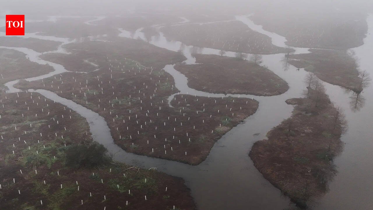 In 2026, volunteers began planting 30,000 trees to rebuild the wetland forest that once shielded New Orleans from storms | World News