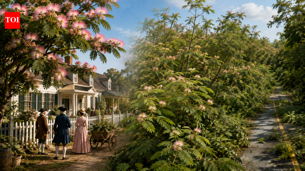 In 1745, the US welcomed mimosa trees for their pink flowers; they later escaped gardens and spread as an invasive species | World News