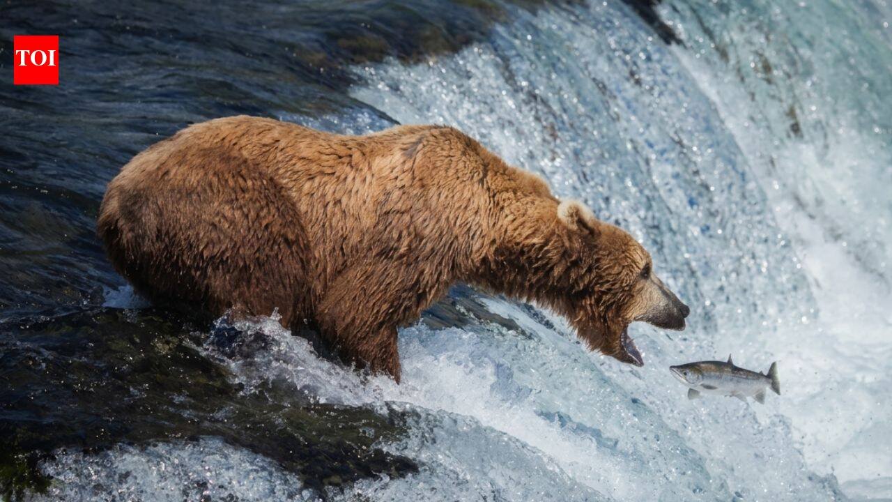 Alaska’s live bearcam has become a summer hit: 7.3 million views in six weeks as brown bears gather at Brooks Falls to catch salmon