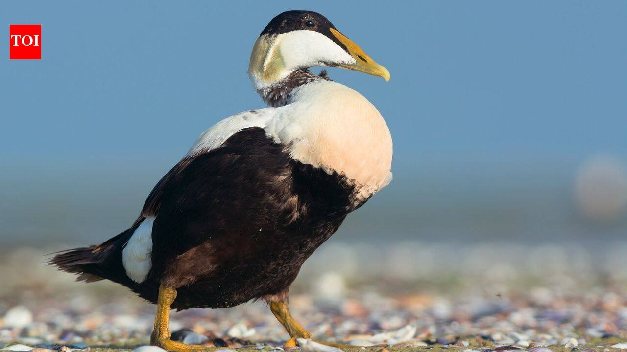 A polar bear destroyed almost an entire seabird colony in Alaska; scientists say changing food habits may explain why | World News