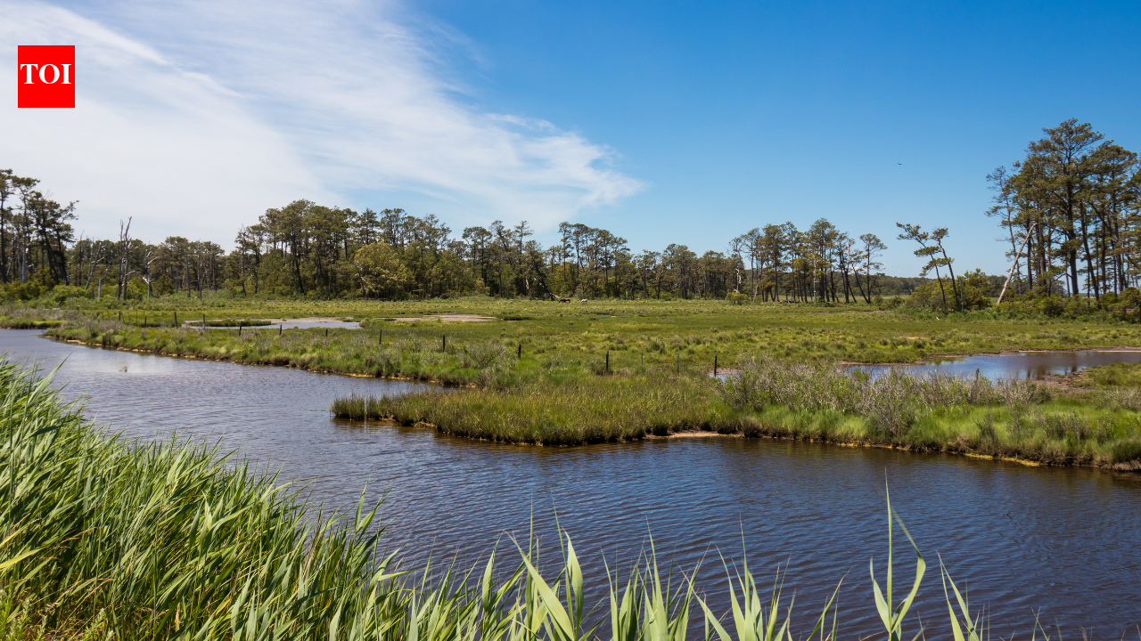 In 2015, a storm flooded and destroyed a Virginia wildlife refuge beach parking lot; now officials are moving it 2.5 miles north so dunes and saltmarsh can reclaim the old site