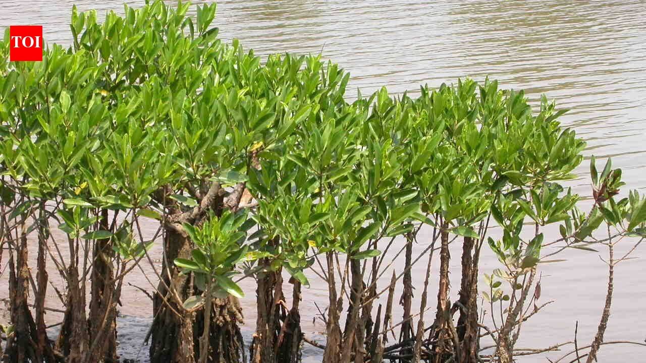 Meet Alex Webster, the Florida teenager who is giving away mangroves as ‘pets’ to people to protect disappearing coastal forests | World News