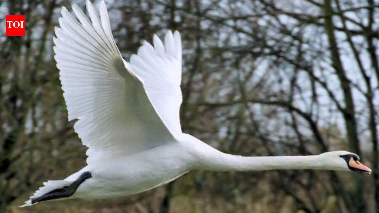 In 1962, five pet mute swans escaped in Maryland; within four decades their descendants neared 4,000 and were eating 10.5 million pounds of Chesapeake Bay grasses a year