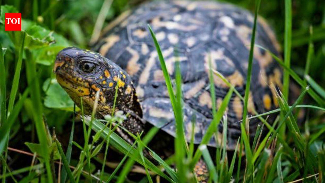A 1,256-megawatt nuclear reactor on Lake Erie accidentally became a wildlife sanctuary, now spotted turtles nest inside its buffer zone