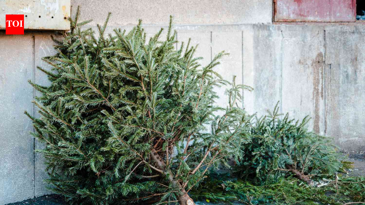 In 2021, Alabama students began placing discarded Christmas trees along Gulf Coast dunes to trap sand; each year about 200 students now add roughly 3,000 native plants around them