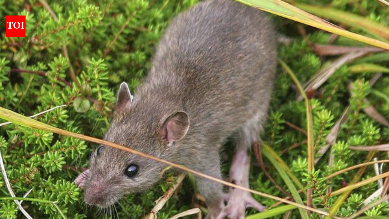Alaska eradicated rats from a 6,869-acre Aleutian island more than two centuries after they arrived in a shipwreck; within two years some native bird populations had increased 200% or more and missing seabirds began returning