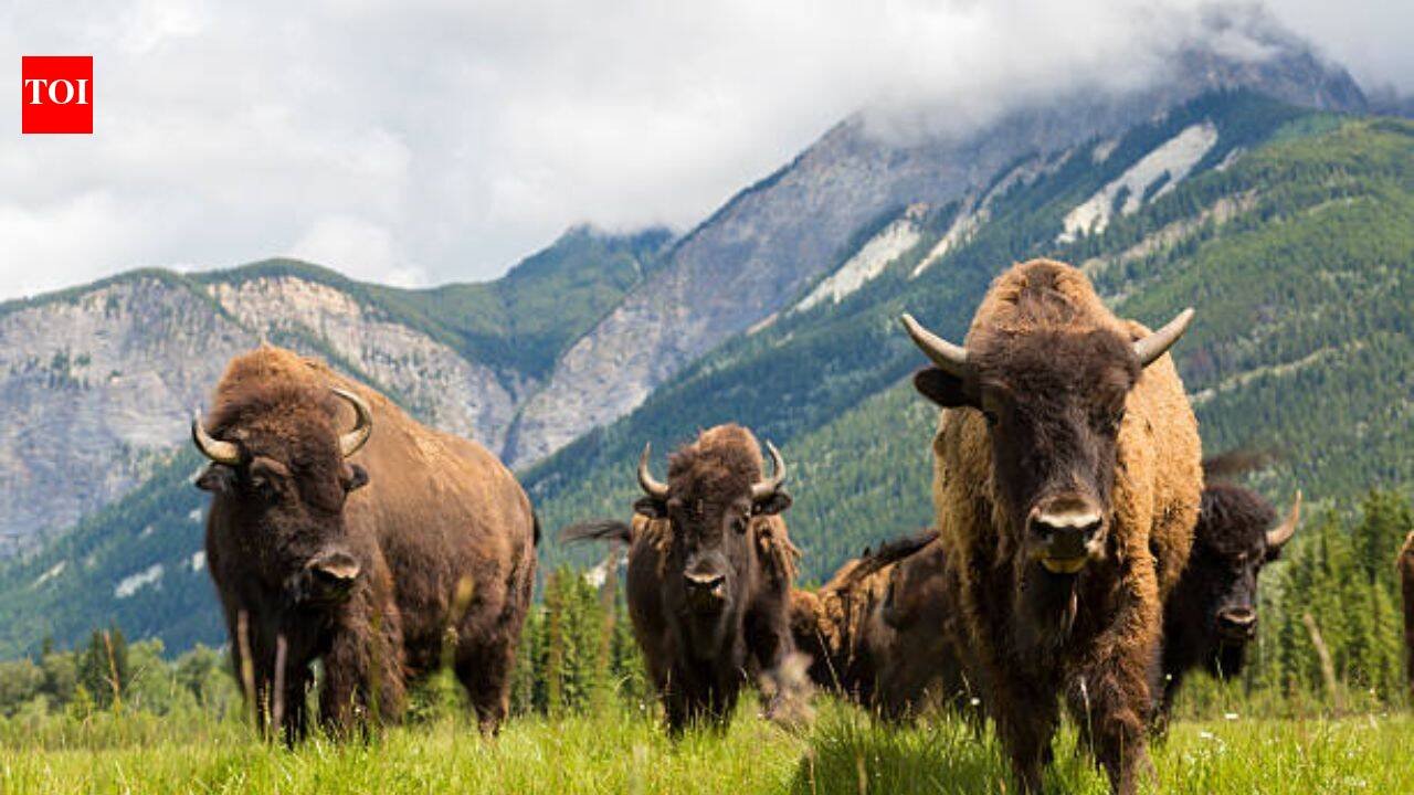 American bison had been hunted to extinction in Mexico; 160 years later the country introduced 47 bison in 2025 and the ecosystem is slowly restoring itself