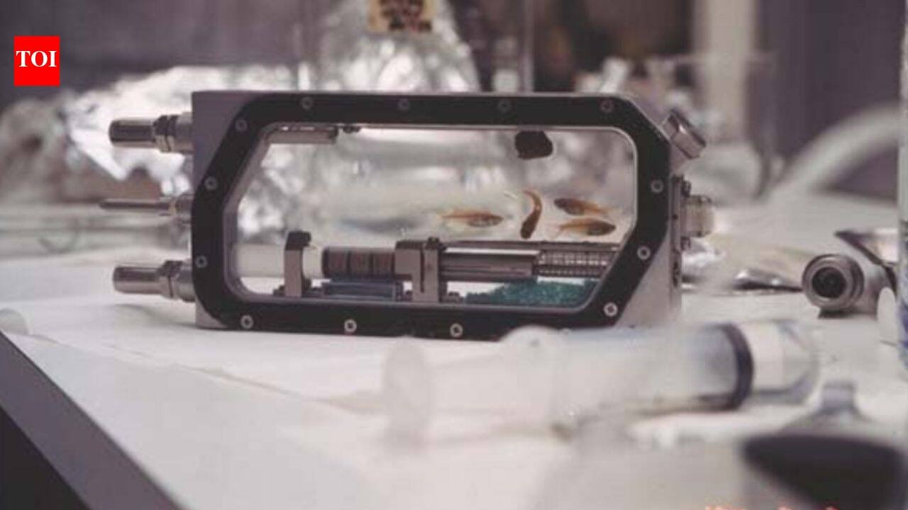 Microgravity: Four medaka fish flew aboard Columbia in 1994 to test whether vertebrates could reproduce without gravity; they laid 43 eggs and eight baby fish hatched in space