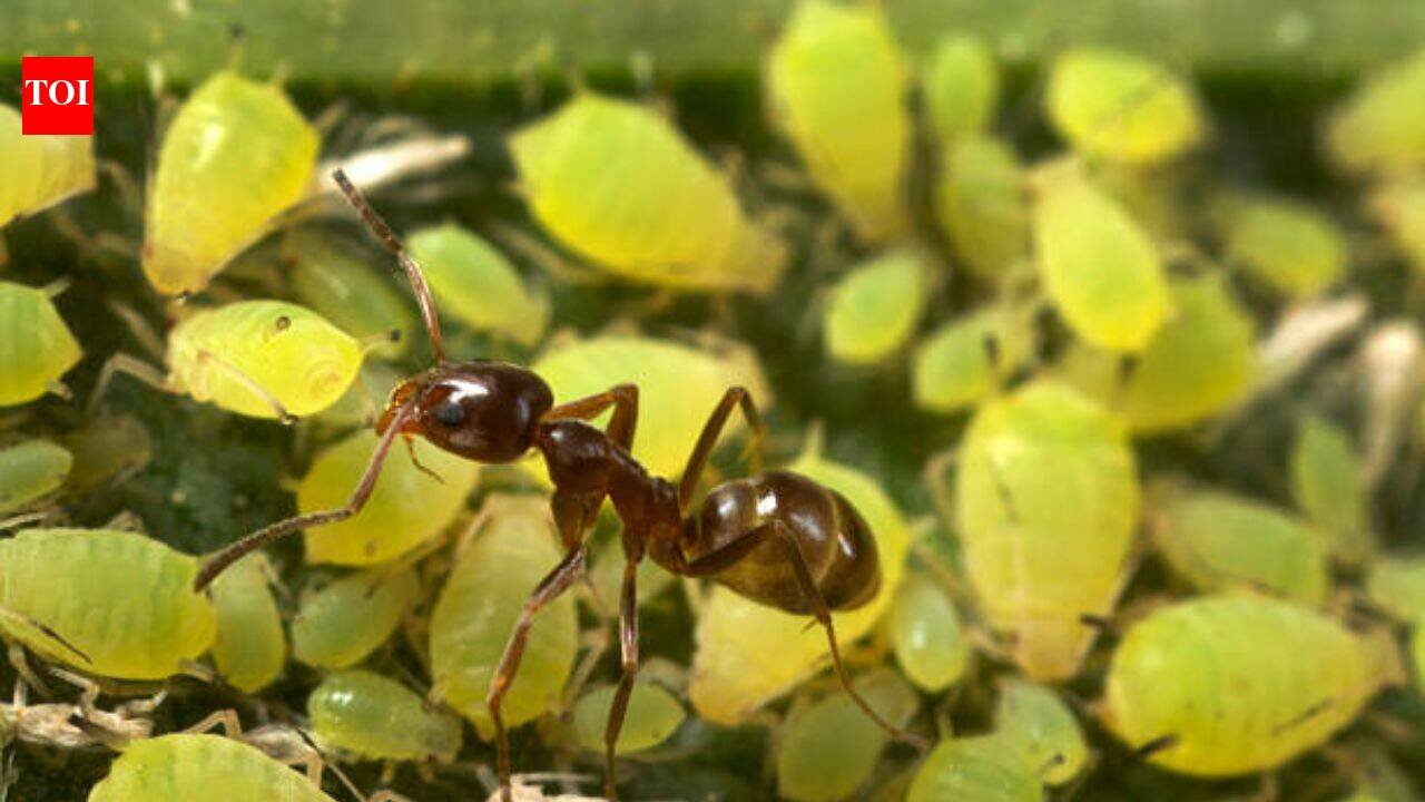 Invasive Argentine ants are defending other pests in California’s citrus groves and vineyards, troubling farmers and leaving natives hungry