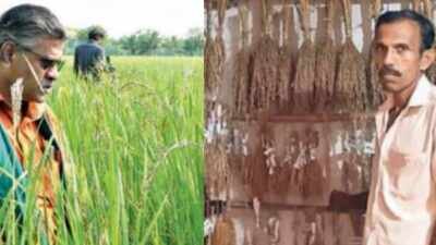 ‘Grain’ revolution: How lost varieties of rice are coming back | India News