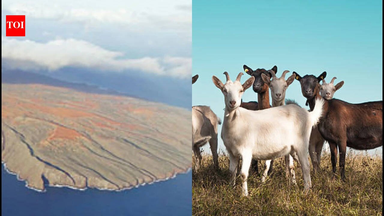 In 1793, goats were introduced to Hawaii’s Kahoʻolawe; their population later reached about 50,000, and 200 years later the last feral goat was removed after severe vegetation loss and erosion
