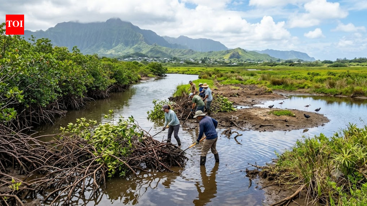 More than 100 years ago, red mangroves were introduced to Hawaii; now crews are trying to eradicate them from nearly 2 miles of waterways to restore wetlands and protect endangered birds