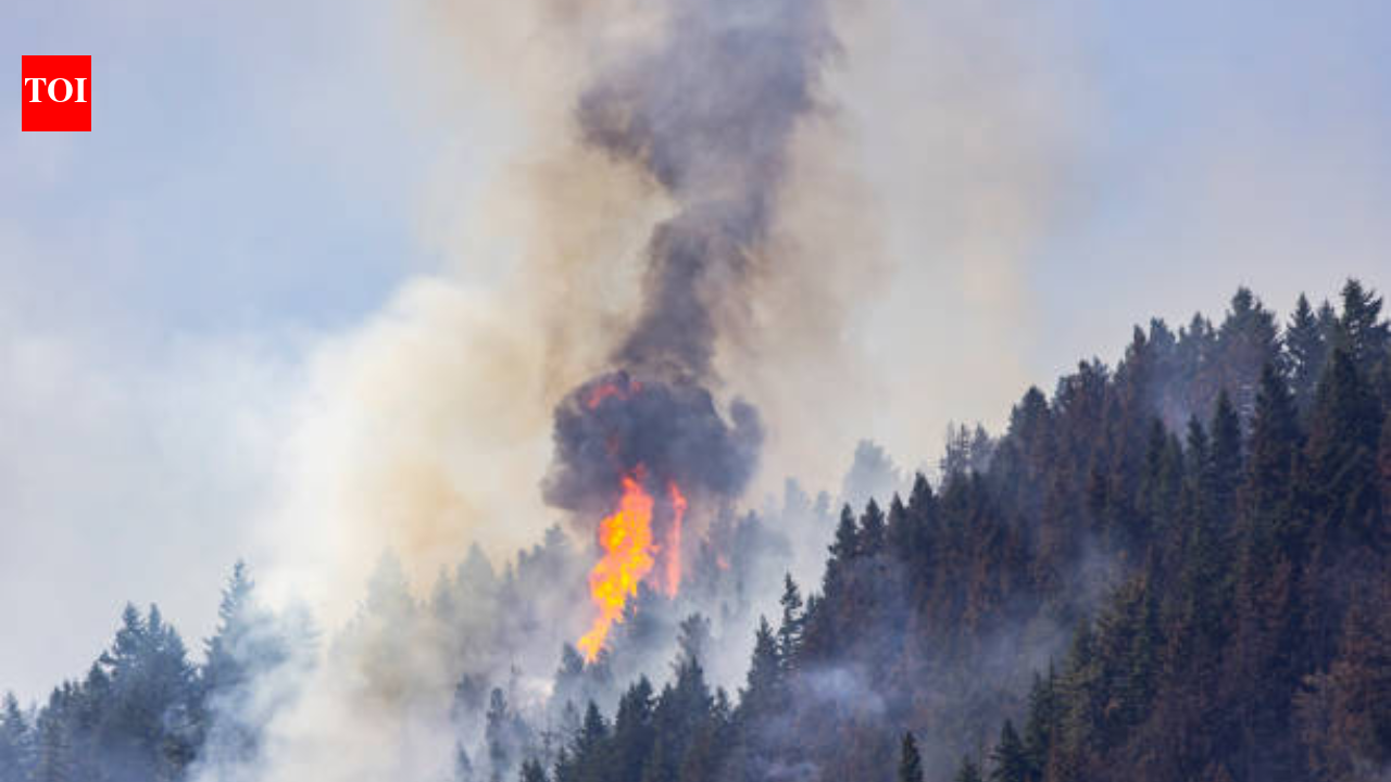 In 2017, a wildfire advanced toward Roslyn, Washington; nine years later the town has deliberately burned 500+ acres of forest to build a protective shield against future fires