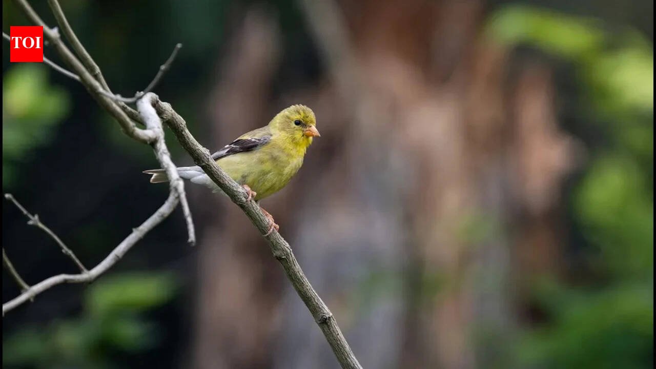 A Virginia farmer protected his land from development and persuaded his neighbours to follow; 25 years later, nearly 2,500 acres of private farms now form a wildlife corridor