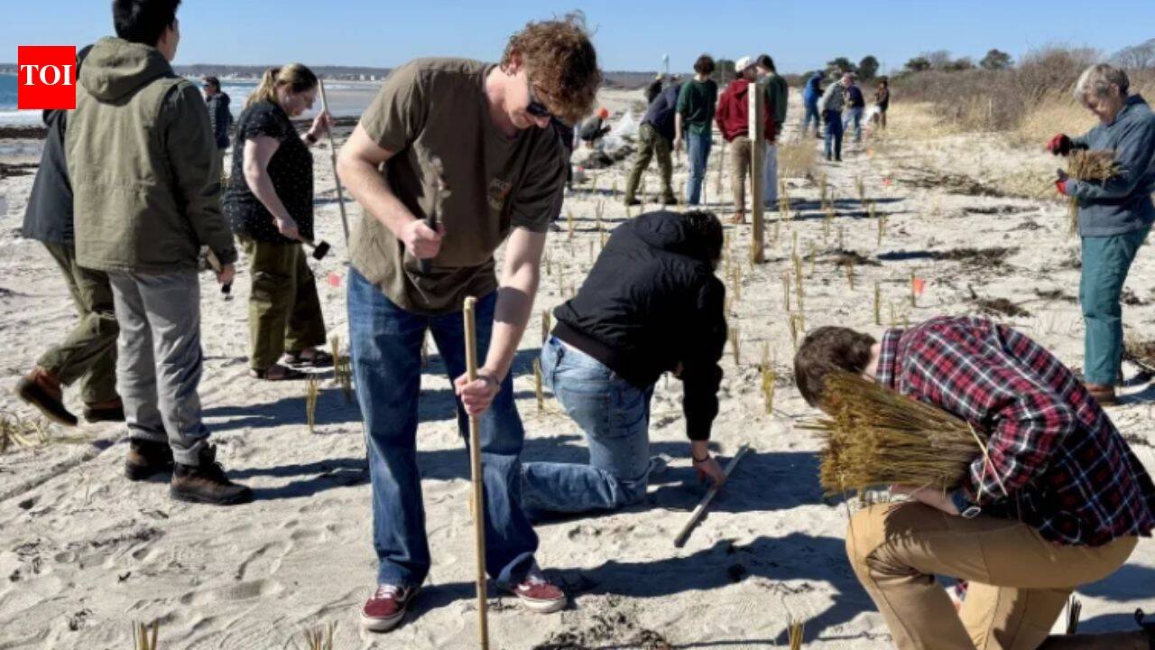 Maine students and residents planted 12,000 dune-grass stalks after two 2024 storms washed away dunes; in 2026, volunteers returned with 20,000 more to rebuild the beach