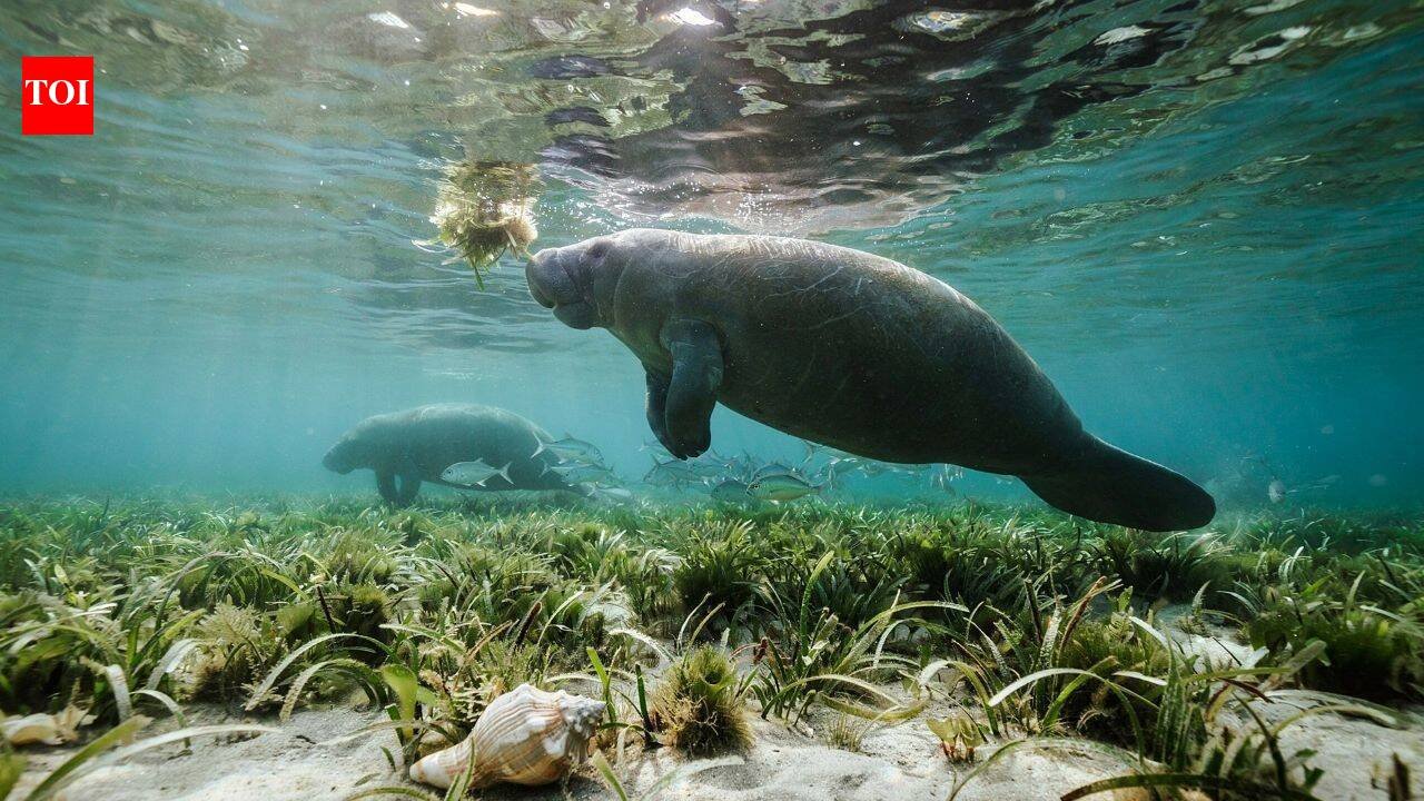 Rare manatees are turning up along the Texas coast this summer; some are lingering in busy marinas for freshwater, prompting warnings to boaters