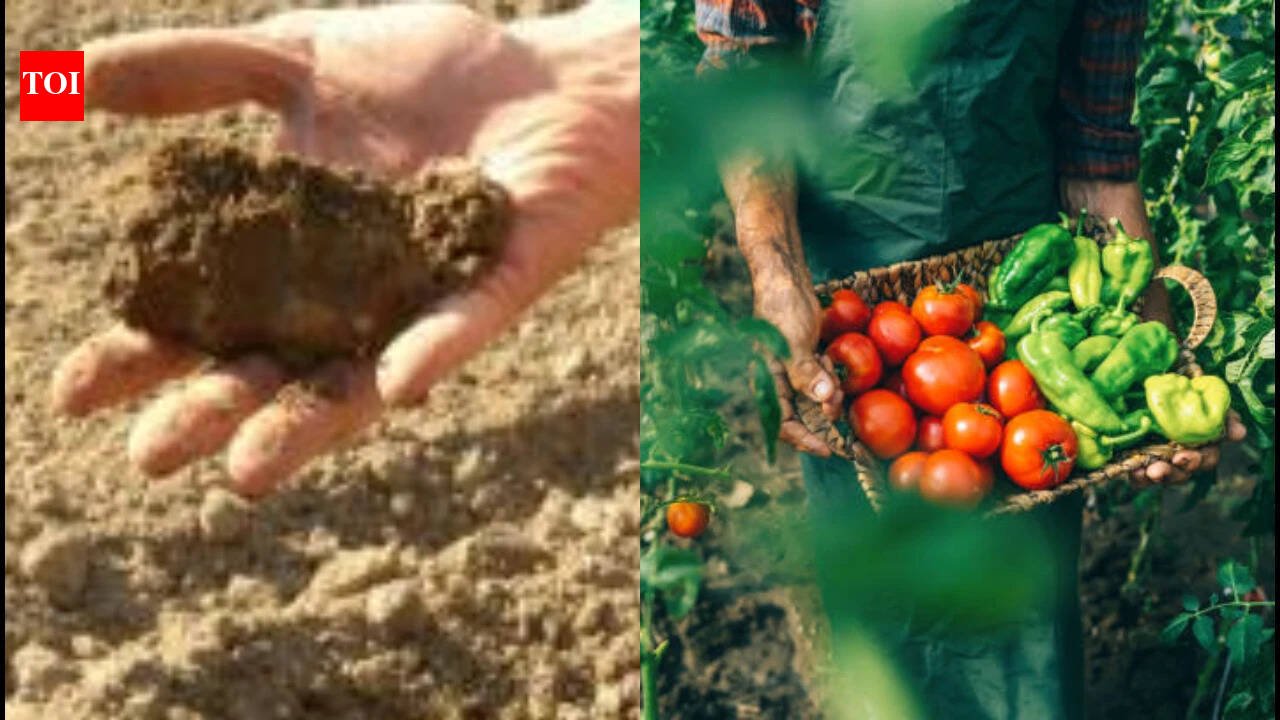 An Oregon farmer grew tomatoes, potatoes, squash, garlic and beans for 40 years without irrigation; careful soil preparation kept stored moisture in the root zone