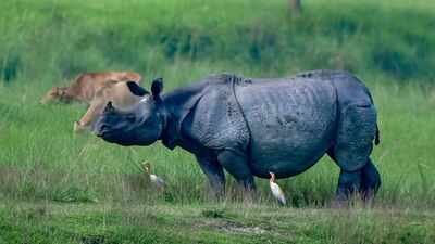 Why Assam wants to shrink Kaziranga National Park’s eco-sensitive zone – explained | India News