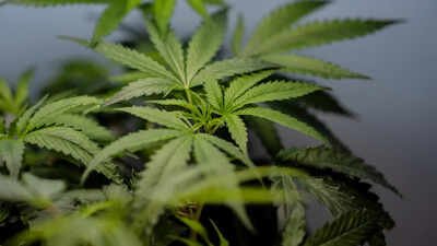Air India Phuket flight probe: Marijuana’s legal availability adds to worries of airlines | India News