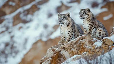 Safari in snow leopard home? Conservationists say Ladakh is no Kaziranga | India News
