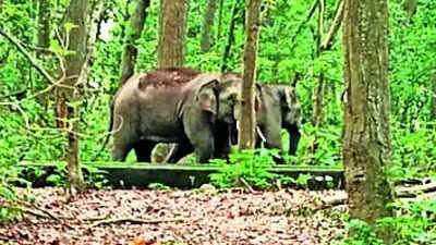 There can be no obstacle to elephant movement: SC | India News