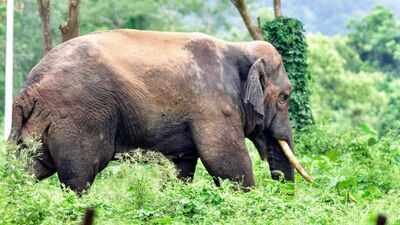 SC orders clinics for periodic health checkup of captive elephants | India News