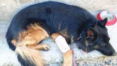 Army dog Tsyon that helped forces track 3 terrorists in J&K, shot in leg by ultras during op gets President I-Day honour