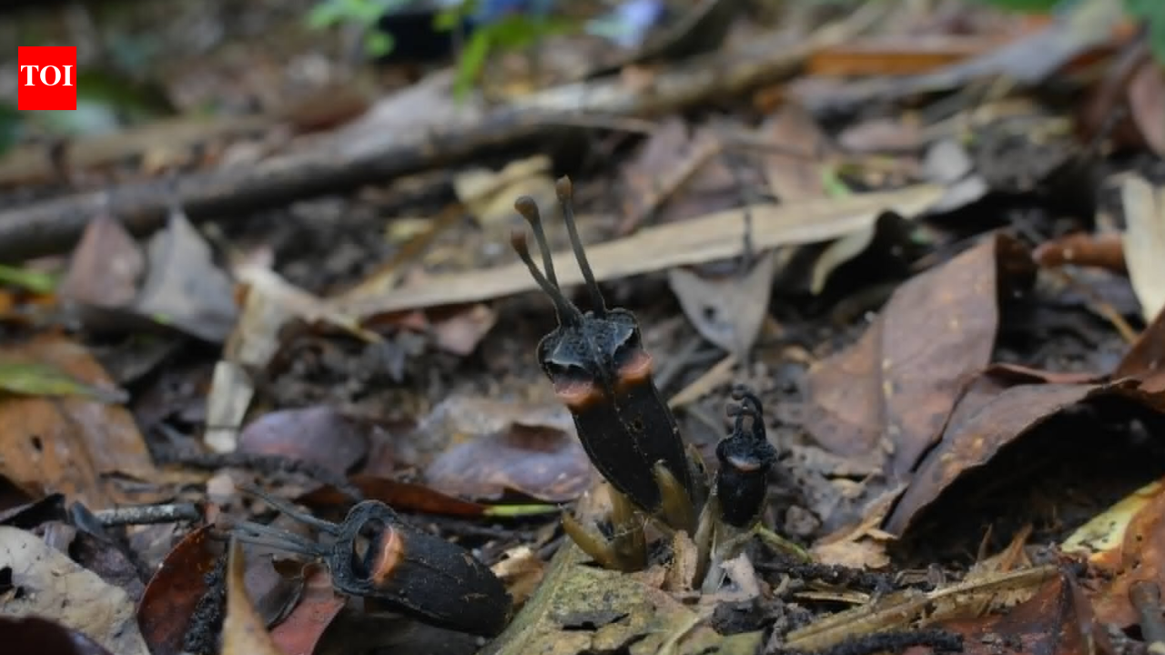 A ‘devil flower’ with no leaves, no branches, no green part has been discovered in a Thai forest, scientists say its bizarre appearance is hiding an even stranger secret