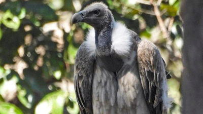 As vultures disappear, minister calls for ‘safe zones’ | India News