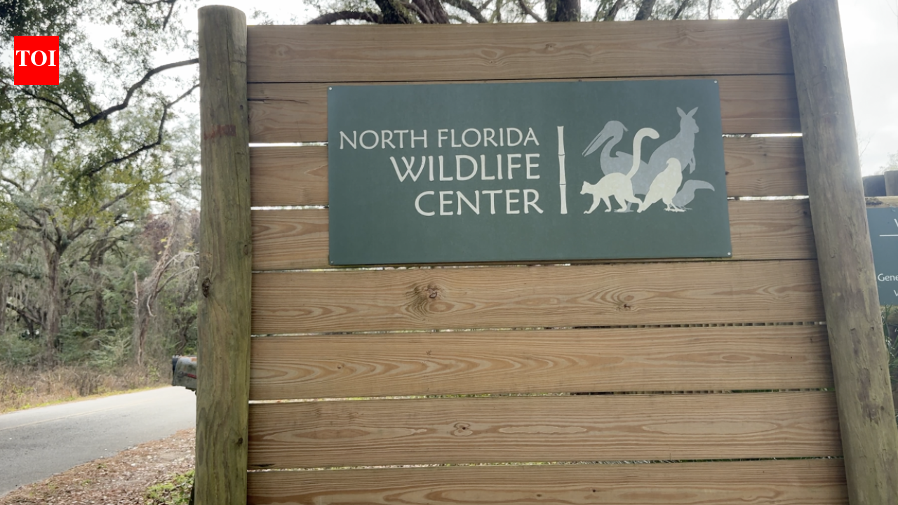 In 2026, a Florida wildlife centre brought in critically endangered red-ruffed lemurs; the project is now helping restore their disappearing Madagascar rainforest