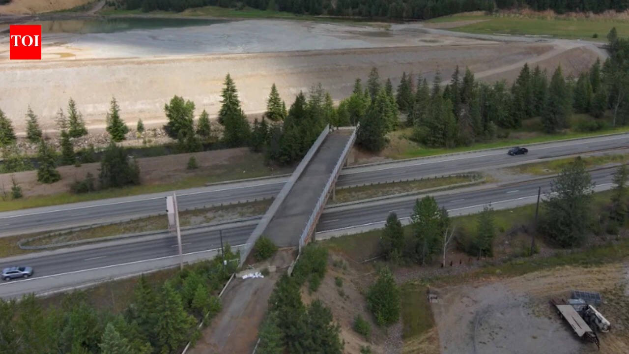 An Idaho bridge sat unused for 56 years after mining cut off its road; in 2025, it reopened for wildlife, where nearly 75 animals had been struck within two miles in a decade