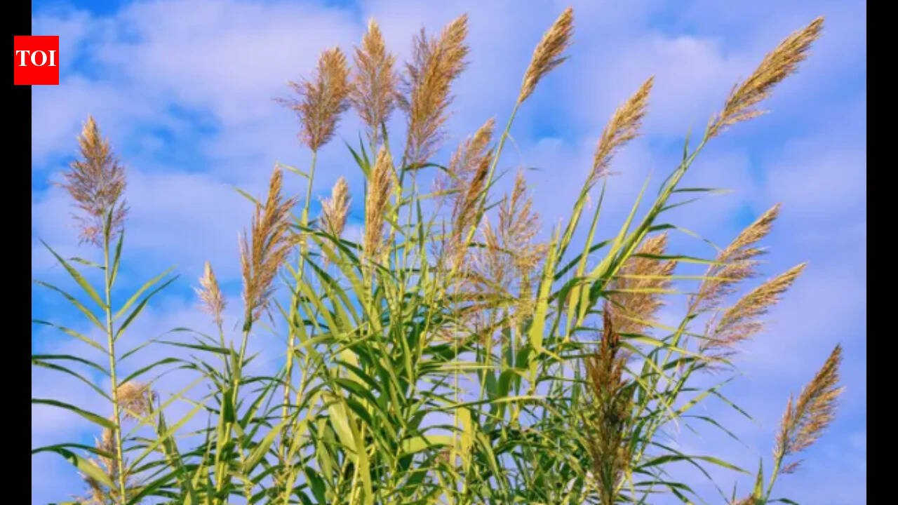 In the 1820s, giant reed reached California for erosion control; two centuries later it crowds out native plants and has doubled or tripled wildfire fuel in parts of Southern California