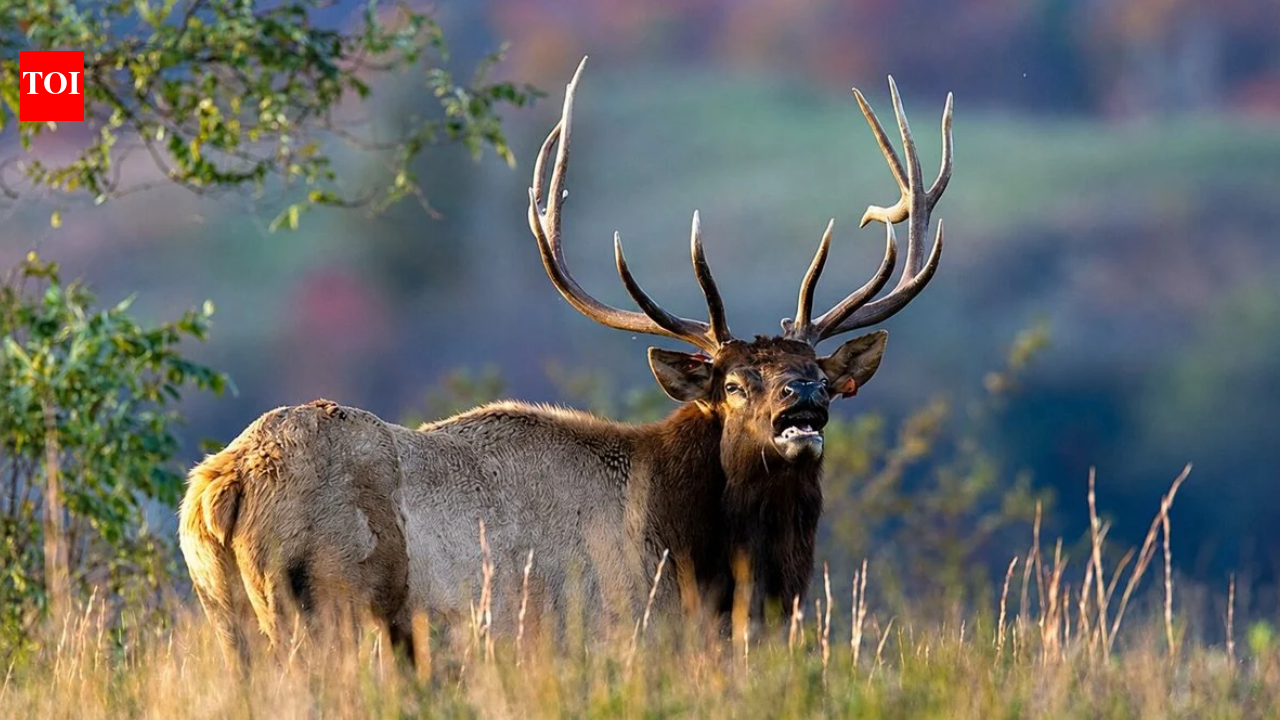 West Virginia’s restored elk herd is finally roaming farther; here’s how a conservation comeback is changing the landscape