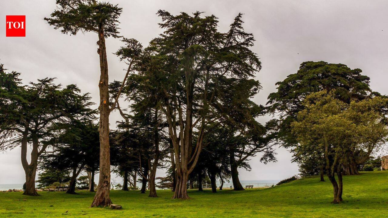 In the 1880s, Adolph Sutro built a 22-acre San Francisco estate filled with hundreds of statues and opened its gardens to the public; the mansion was later demolished and the land became a park