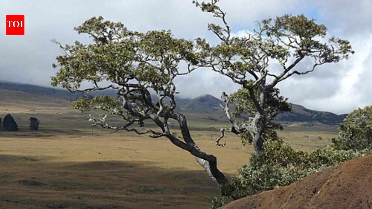 Scientists planted 150,650 native koa trees on Hawaii’s abandoned pasture, but 20 years later endangered birds were moving into the young forest | World News