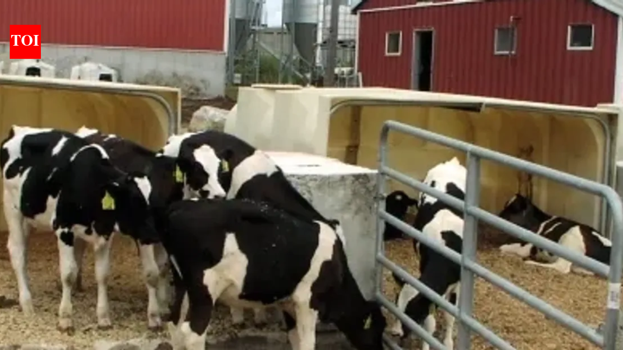 In 2011, a Massachusetts dairy installed the state’s first agricultural digester; by 2020, manure and food waste were saving it $155,000 a year on heat, fertiliser, and bedding