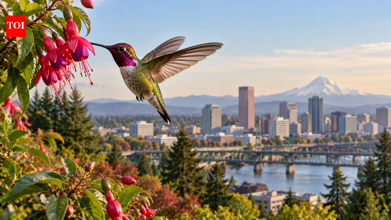 Anna’s hummingbirds were absent from Portland before 1968, but today they are among the city’s most common birds after expanding north | World News