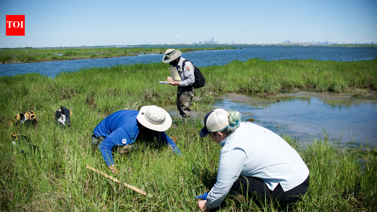 New York City volunteers planted 20,000 marsh seedlings on a dying salt marsh in 2003, but 80% of the site was healthy just two years later | World News